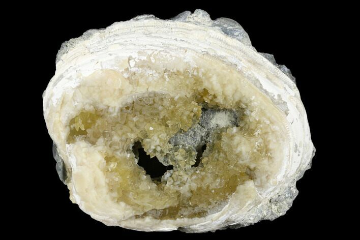 Fossil Clam with Fluorescent Calcite Crystals - Ruck's Pit, FL #177745
